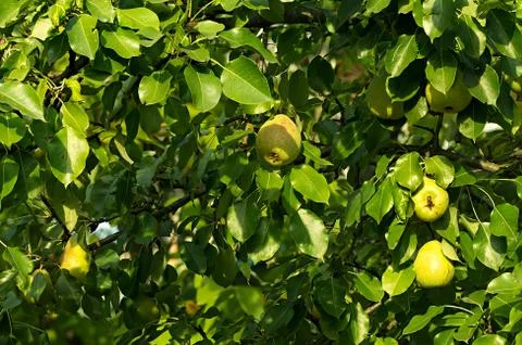 Pear branches close-up as a background Stock Photos