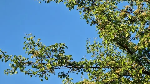 Pear branches with green leaves on a background of a clear blue sky Stock Footage 334751719