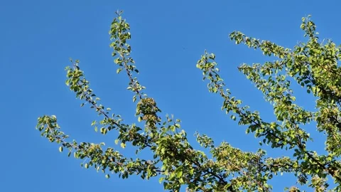 Pear branches with green leaves on a background of a clear blue sky 스톡 동영상 334751746