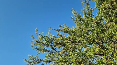 Pear branches with green leaves on a background of a clear blue sky 動画素材 334751772