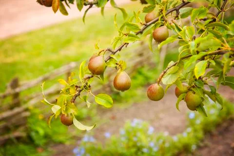 Pear branches 스톡 사진