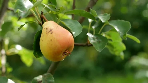 Pear on the branches of a tree in an orchard. Stock Footage 240399033