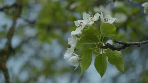 Pear brunches close up Stock Footage 130294516