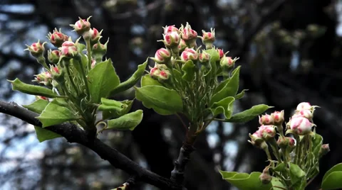 Pear Bud Blooming. Stock Footage 36478905