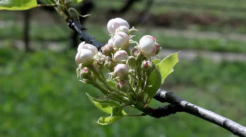 Pear Bud Blossoming. Stock Footage 36480015