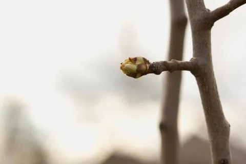 Pear buds during sprouting - spring awakening of nature. Stock Photos