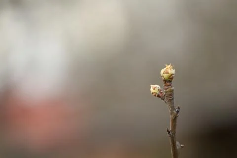 Pear buds during sprouting - spring awakening of nature. Stock Photos