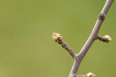 Pear buds during sprouting - spring awakening of nature. Stock Photos