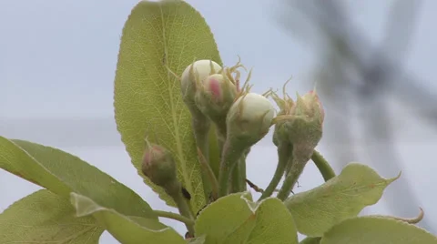 Pear buds Vídeo Stock 36992518