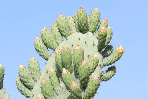 Pear cactus 写真素材