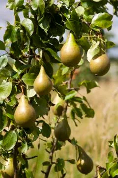 Pear crop Stock Photos