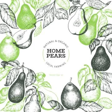 Pear design template. Hand drawn vector garden fruit illustration. Engraved s Stock Illustration