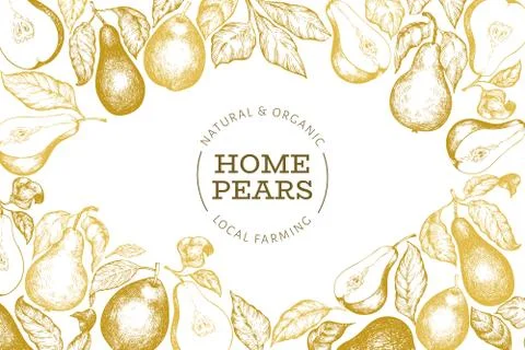 Pear design template. Hand drawn vector garden fruit illustration. Engraved s Stock Illustration