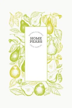 Pear design template. Hand drawn vector garden fruit illustration. Engraved s Stock Illustration