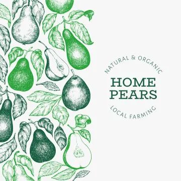 Pear design template. Hand drawn vector garden fruit illustration. Engraved s Stock Illustration