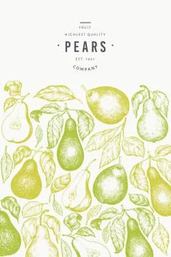 Pear design template. Hand drawn vector garden fruit illustration. Engraved s Stock Illustration