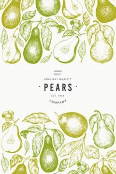 Pear design template. Hand drawn vector garden fruit illustration. Engraved s Stock Illustration