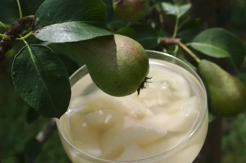 Pear dessert on a pear tree Stock Photos