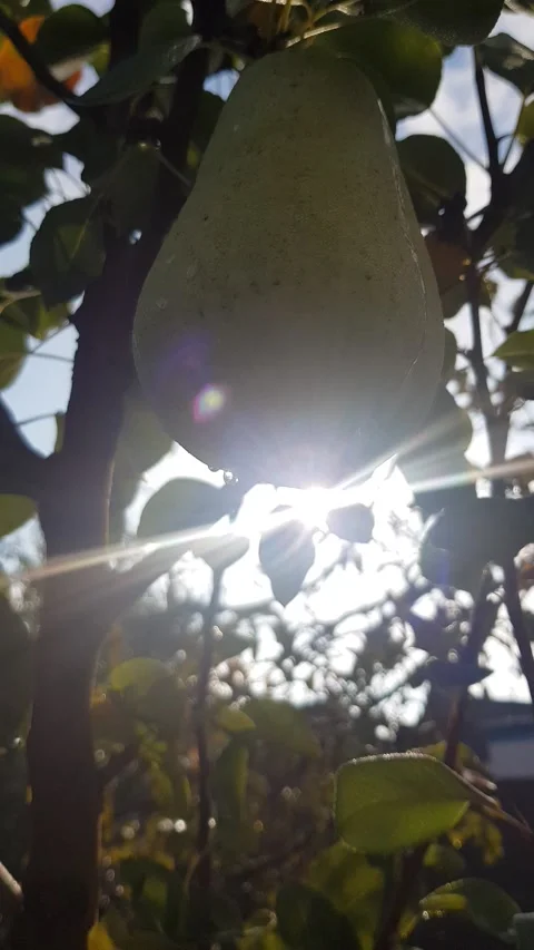 Pear with a drop of dew rays of the sun Stock Footage 141180238