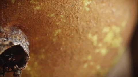 Pear extreme close up slowly rotating and gentle stop stock footage Stock Footage 326317408
