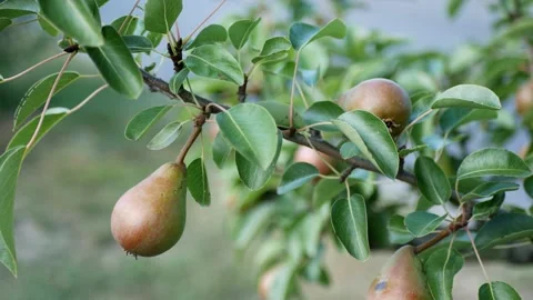 PEAR FARM Stock Footage 158798383