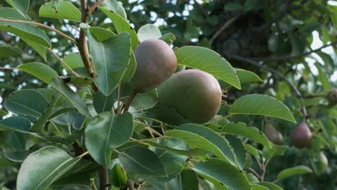 PEAR FARM Stock Footage 158798404