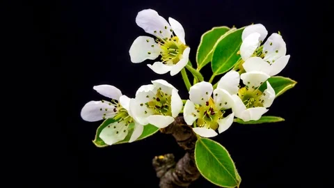 Pear flower blooming time lapse isolated Stock Footage 74367190