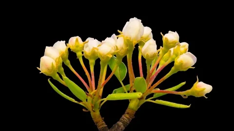 Pear flower blooming time lapse isolated Stock Footage 74367531