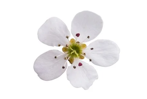 Pear flower isolated Stock Photos