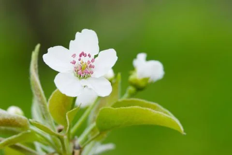 Pear flower Stock Photos