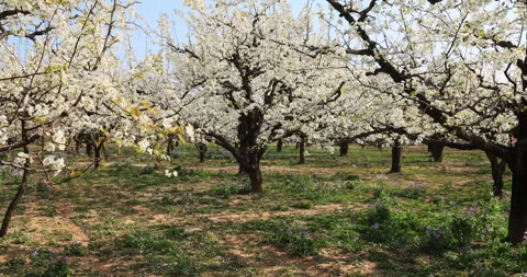 Pear flower in spring, Dangshan county Stock Footage 245686285