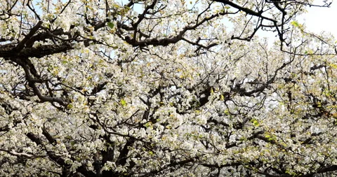 Pear flower in spring, Dangshan county Stock Footage 245686748