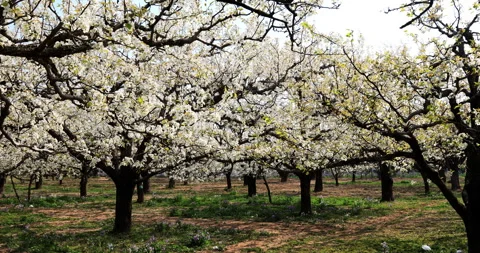 Pear flower in spring, Dangshan county Stock Footage 245686783