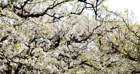 Pear flower in spring, Dangshan county Stock Footage 245687251