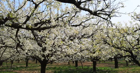 Pear flower in spring, Dangshan county 库存影片 245687586