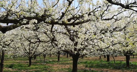 Pear flower in spring, Dangshan county Stock Footage 245687961