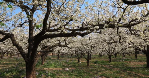Pear flower in spring, Dangshan county Vídeo Stock 245688054