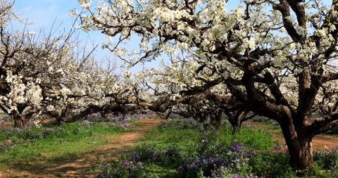 Pear flower in spring, Dangshan county Stock Footage 245688785
