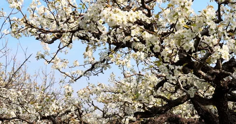 Pear flower in spring, Dangshan county Stock Footage 245689062