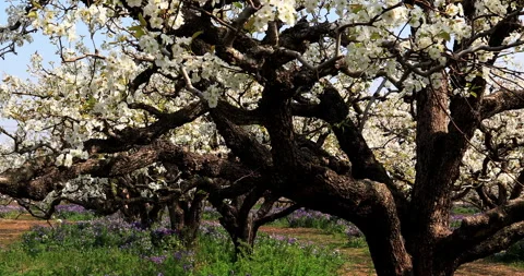 Pear flower in spring, Dangshan county Stock Footage 245689359