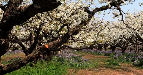 Pear flower in spring, Dangshan county Stock Footage 245690708