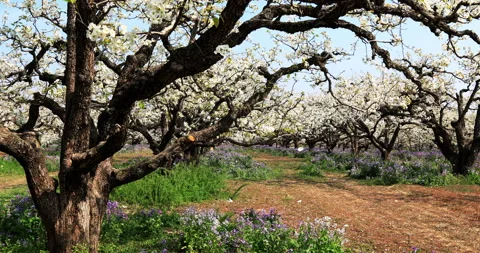 Pear flower in spring, Dangshan county Stock Footage 245691548