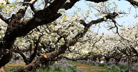 Pear flower in spring, Dangshan county Stock Footage 245692463
