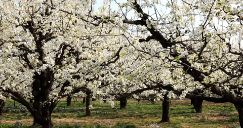 Pear flower in spring, Dangshan county Stock-Footage 245692468