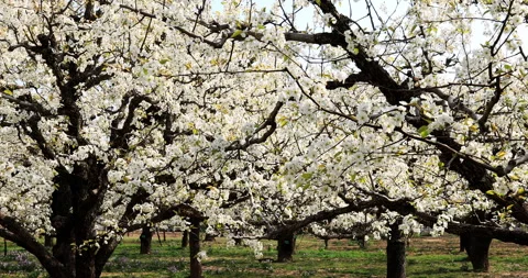 Pear flower in spring, Dangshan county Stock Footage 245693003