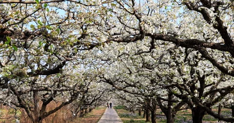 Pear flower in spring, Dangshan county Stock Footage 245693797