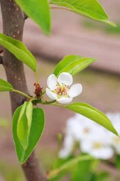 Pear flower tree on branch  spring background Stock Photos
