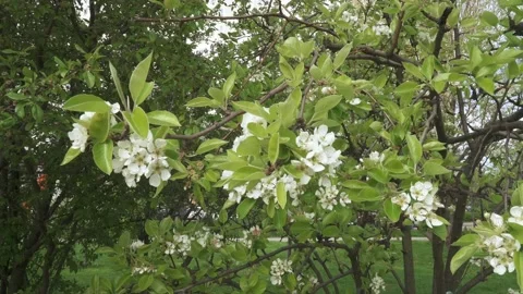 Pear flowers on branches 스톡 동영상 132171712