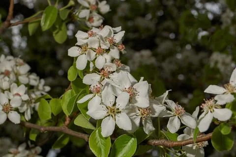 Pear flowers close-up on the background of a tree crown. Spring. Stock Photos