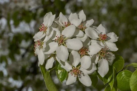 Pear flowers close-up on the background of a tree crown. Spring. Stock Photos
